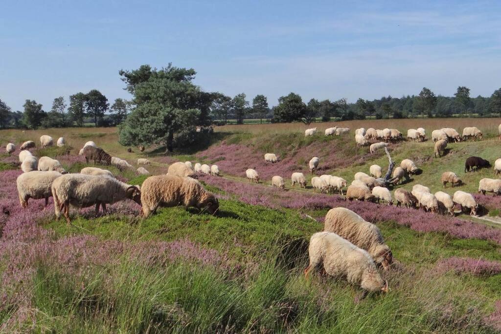 4-6 Persoons Vakantiewoning Met Eigen Tuin Villa Bakkeveen Exterior foto